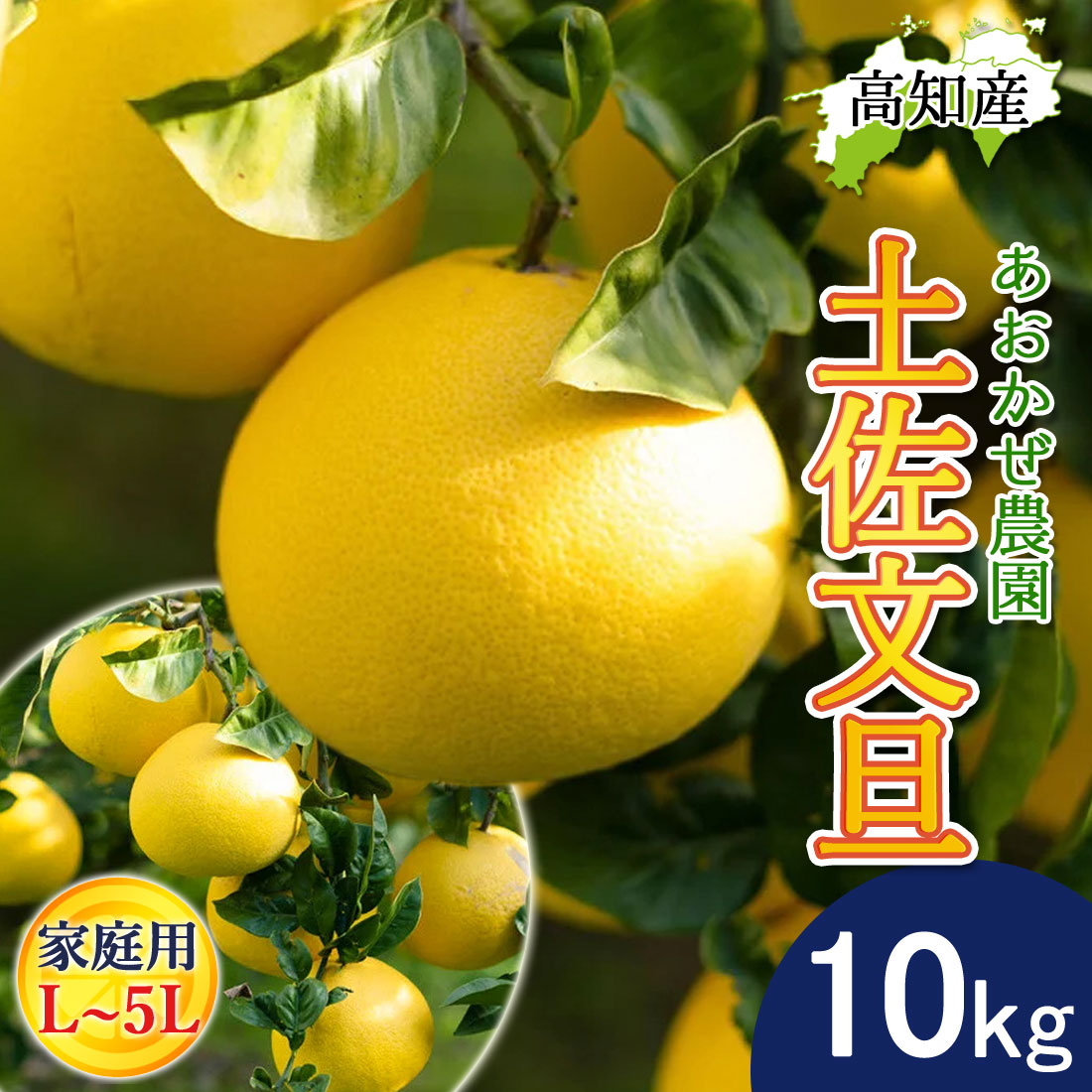 文旦 土佐文旦 家庭用 L〜5Lサイズ 混合 17〜19玉 10kg 宿毛文旦 産直