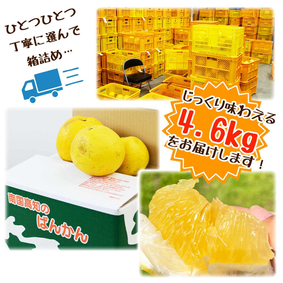 土佐文旦の商品一覧 通販 - Yahoo!ショッピング