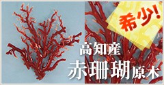 希少！高知産赤珊瑚原木