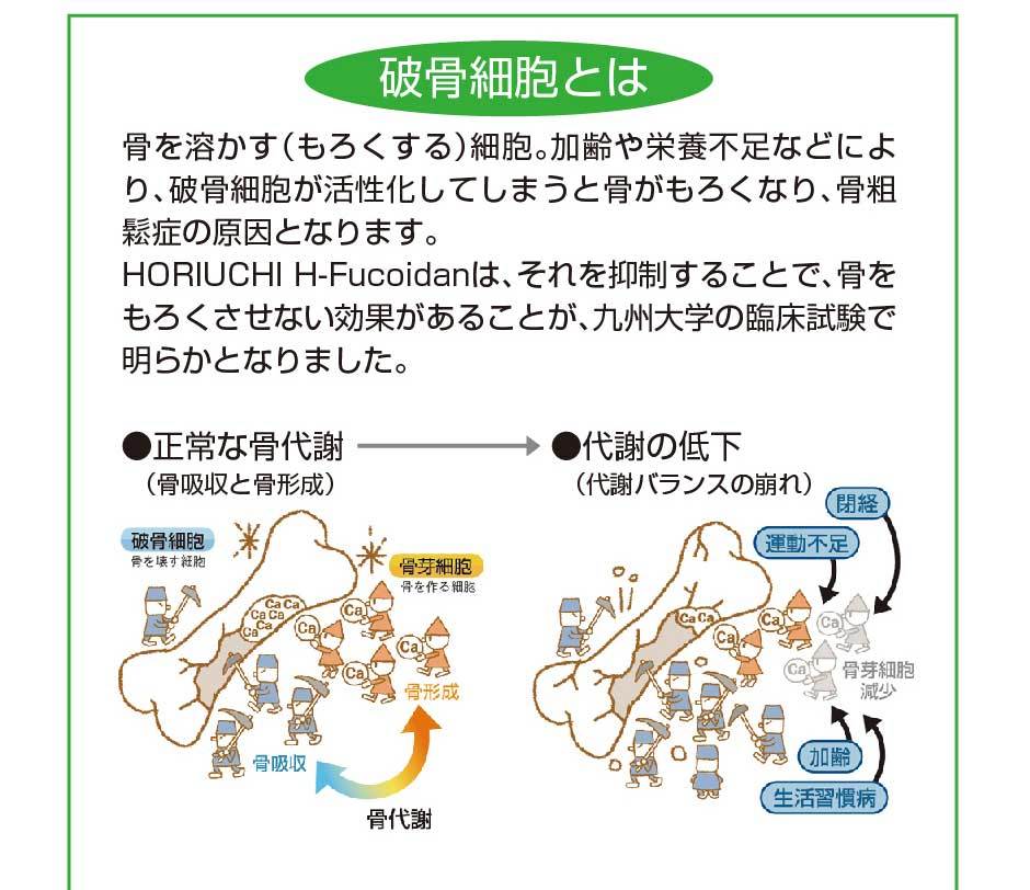 ダービリアプラス　DURVILLEA PLUS