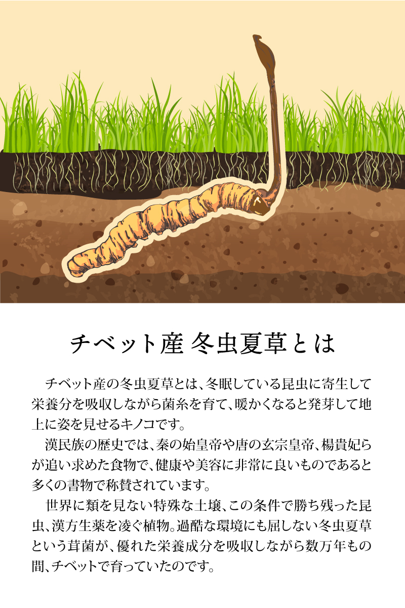 冬虫夏草