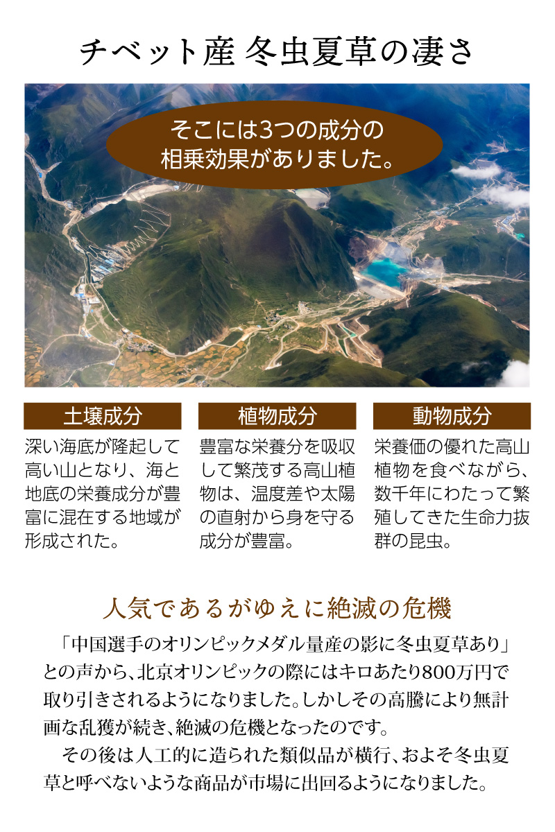 冬虫夏草