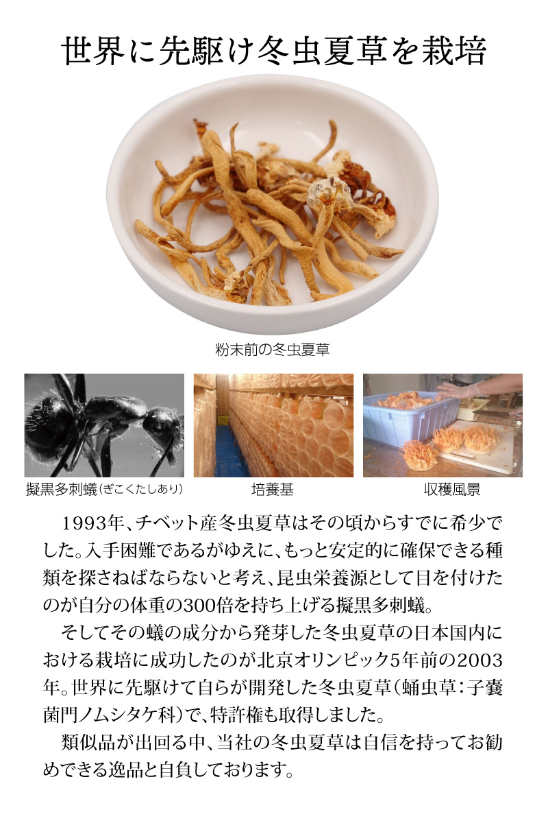 冬虫夏草