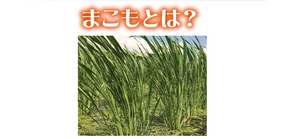 まこも湯 サンマコモ