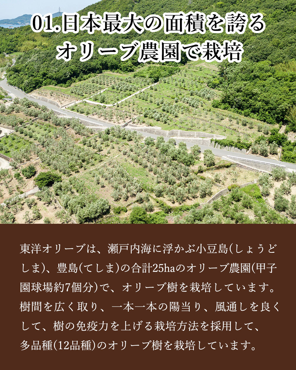 日本最大の面積を誇るオリーブ農園で栽培