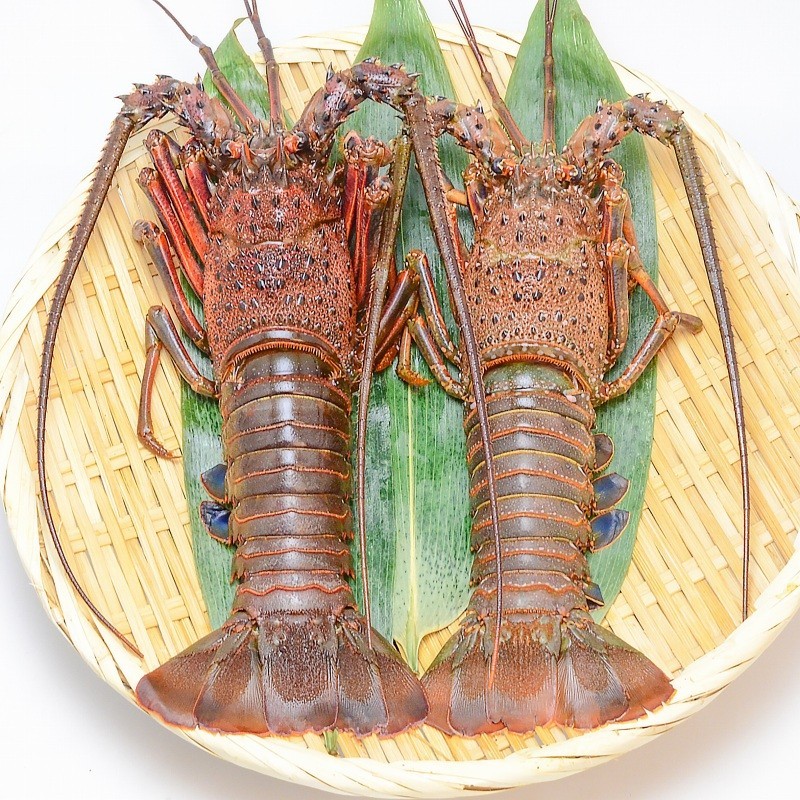 伊勢海老 ロブスターセット 国産 伊勢エビ 230 250g前後 ロブスター 冷凍重量270g前後 Ise Lobster Set 豊洲市場 Jp マグロ ウニ カニ通販 通販 Yahoo ショッピング