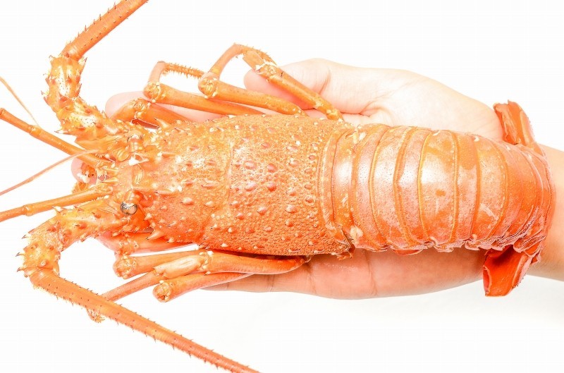 伊勢海老 ロブスターセット 国産 伊勢エビ 230 250g前後 ロブスター 冷凍重量270g前後 Ise Lobster Set 豊洲市場 Jp マグロ ウニ カニ通販 通販 Yahoo ショッピング