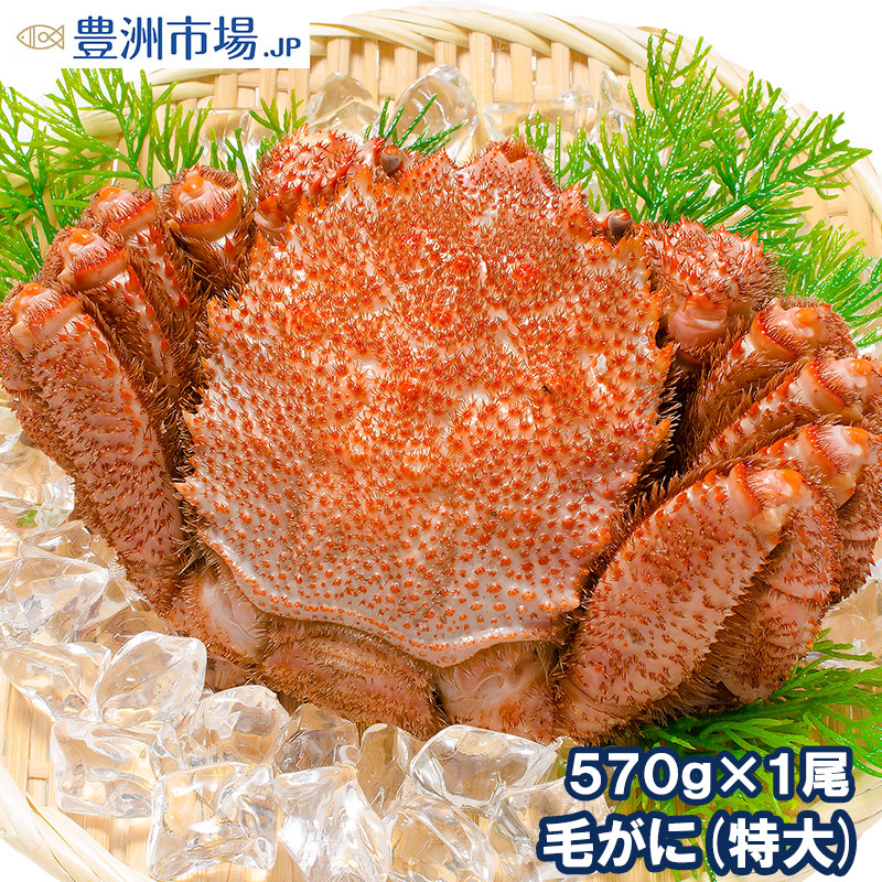 今シーズン初物　ボイル　毛蟹　三陸産金華山沖　浜茹でボイル冷凍　堅毛蟹　1kg 今シーズン初物 三陸産金華山沖 浜茹でボイル冷凍 堅毛蟹 1kg
