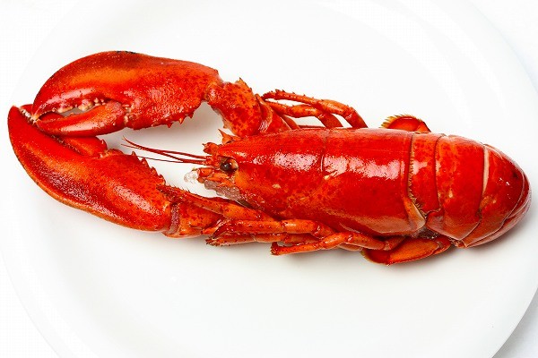 ロブスター