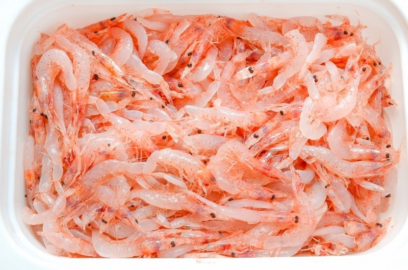 桜海老