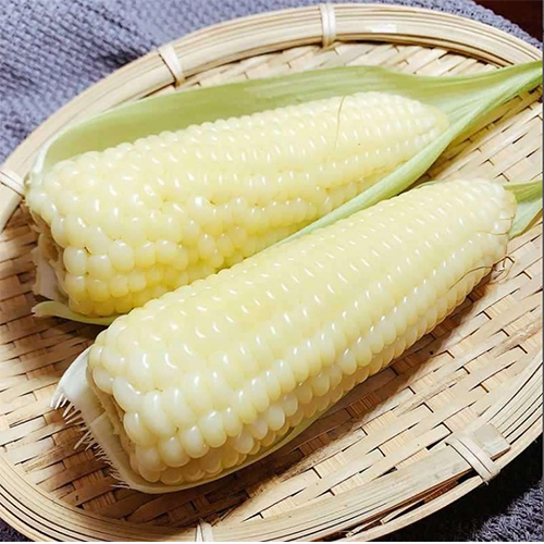 双葉白糯玉米【40点】モチとうもろこし 軸付き...の詳細画像1