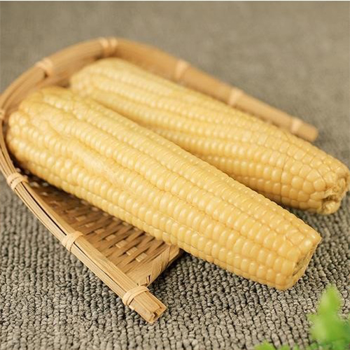 双葉白糯玉米【40点】モチとうもろこし 軸付き...の詳細画像4