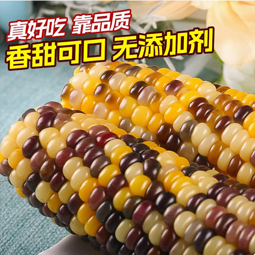 双葉彩糯玉米【1点】モチとうもろこし 軸付き糯...の詳細画像5