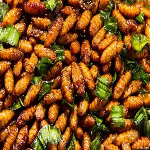 生蚕蛹500g【1点】さんよう 食用 カイコのさなぎ タンパク質たっぷり