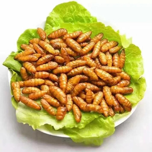 生蚕蛹500g【1点】さんよう 食用 カイコのさなぎ タンパク質たっぷり