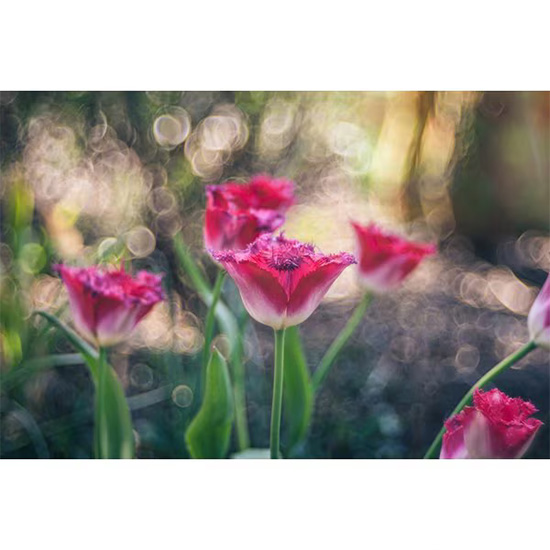 Meyer Optik Gorlitz Meyer Trioplan 100mm F2.8 II ライカ Rマウント