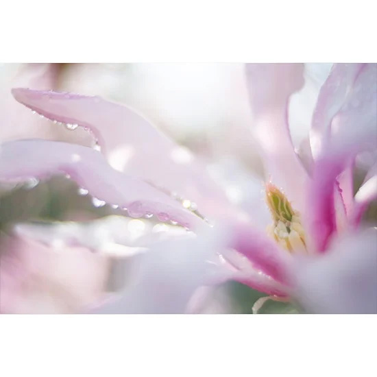 Meyer Optik Gorlitz Trioplan 35mm f2.8 II SONY Eマウント 512916  