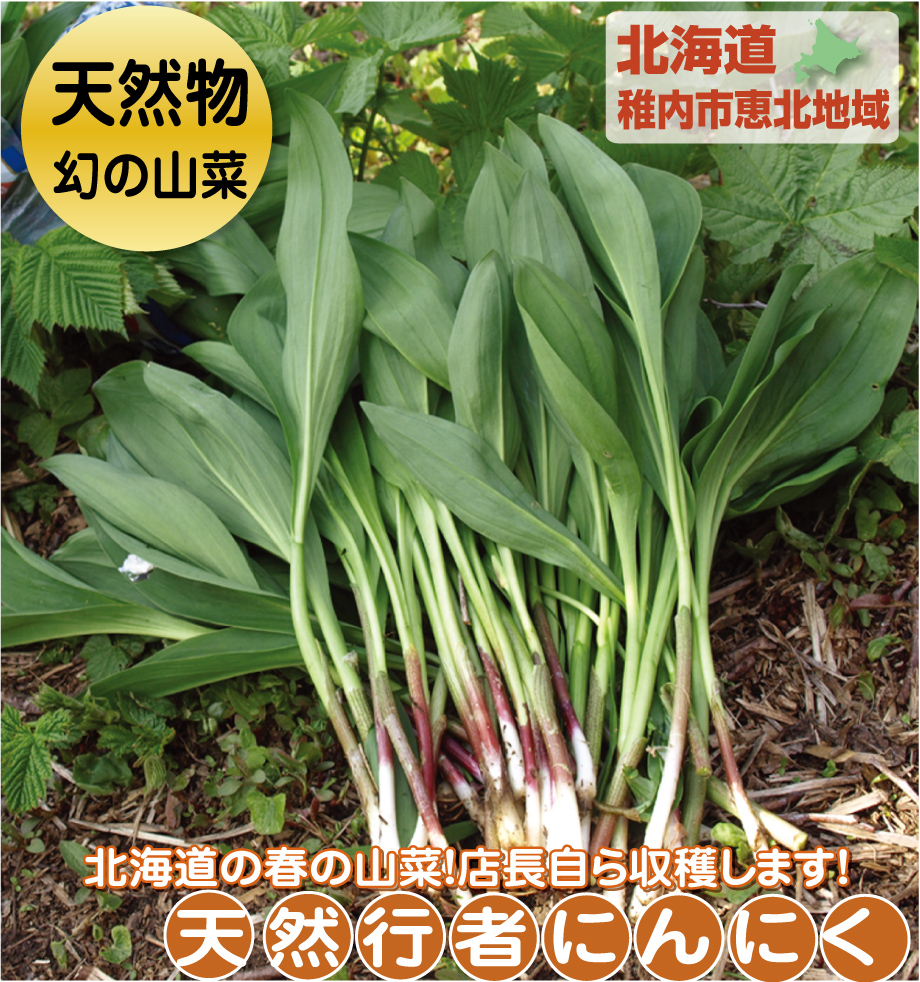 幻！！北海道産天然物本斑入り行者にんにく 51SrYHGUODL.jpg_BO30,255,255,