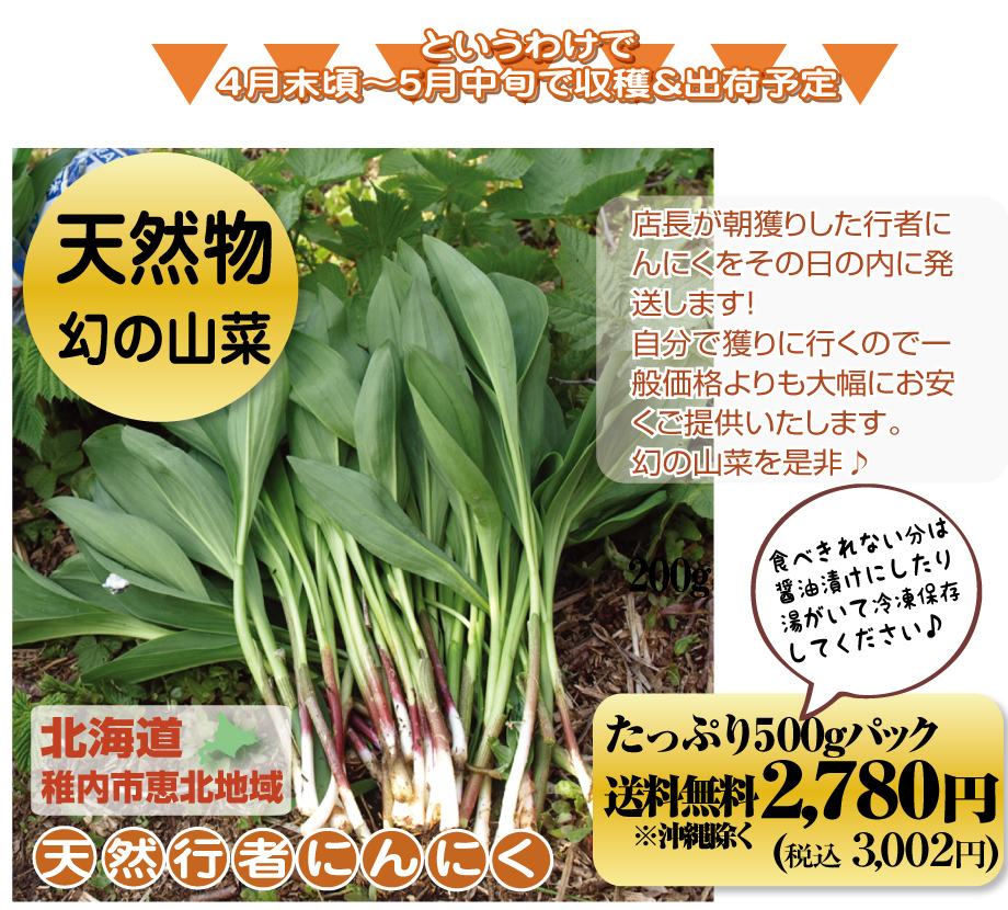 送料無料 > 希少 北海道 山菜 天然 行者にんにく 500g : 北海道