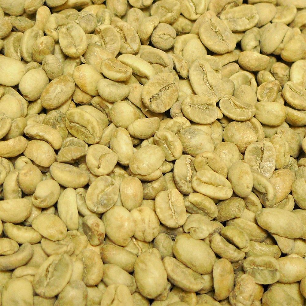コーヒー豆 ホンジュラス産 HG 未焙煎 生豆 ホンデュラス 2lbs 907g 