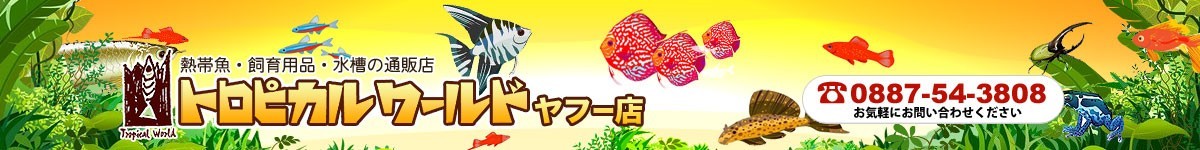 トロピカルワールド ヤフー店 ヘッダー画像