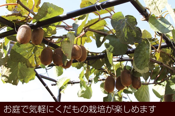 DAIM 第一ビニール くだもの棚セット パーゴラ 120cm×90cm KT-S 設置