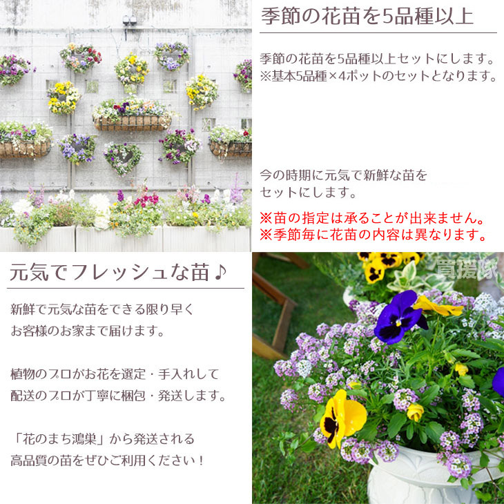 季節の花苗 おまかせセット 20ポット 1187 hananae-33 : 買援隊ヤフー