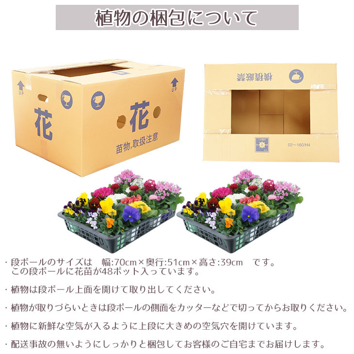 季節の花苗 おまかせ 48ポット 1187 hananae-34 : ヒラキショウジ