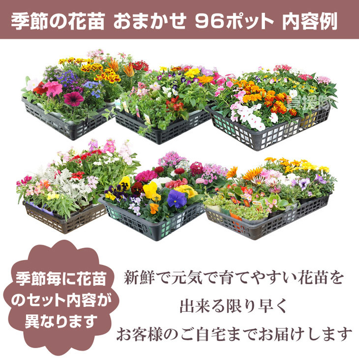 Amazon | はなみどり 季節のおまかせ寄せ植えセット 花苗 6株 | 花