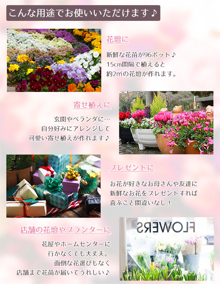 気質アップ 季節の花苗 おまかせセット 48ポット 1187 Hananae 34 Terahaku Jp