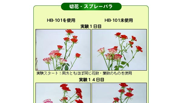 切花・スプレーバラの場合