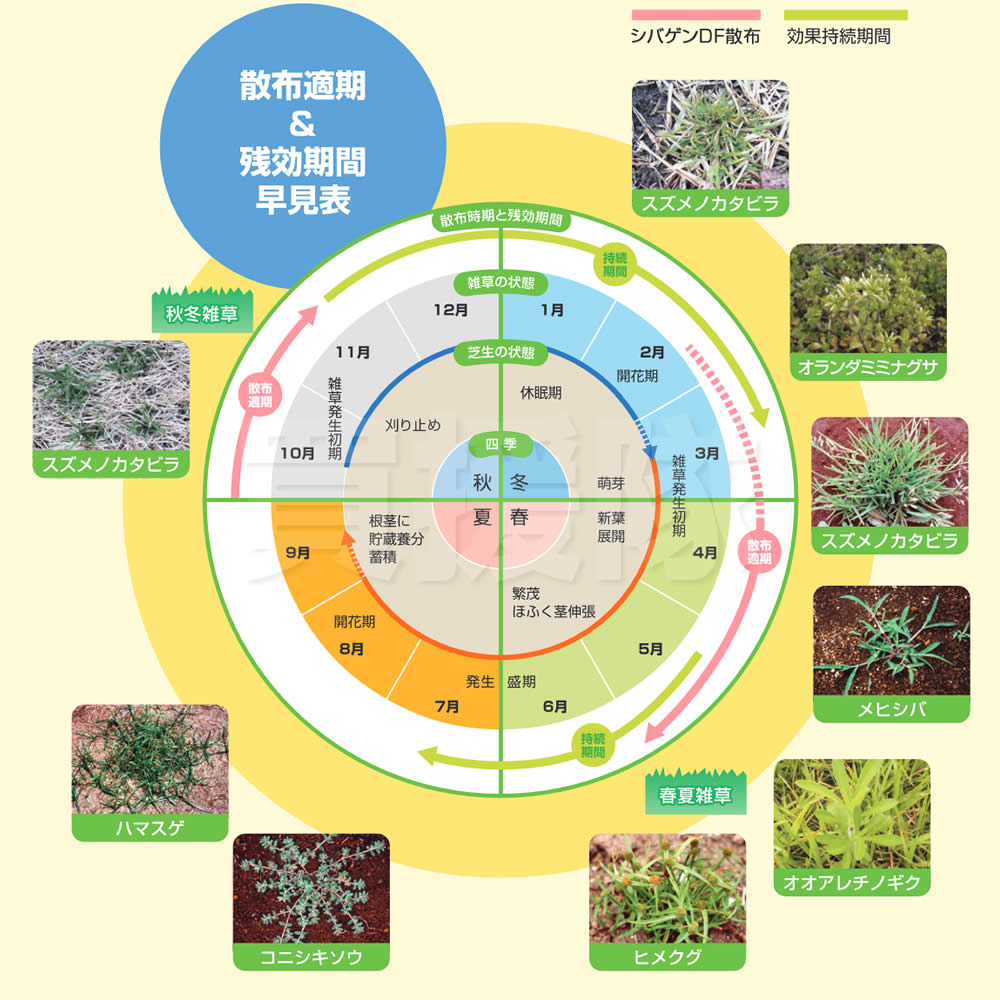 (最大1000円OFFクーポン)石原バイオ シバゲンDF 20g 芝生用除草剤 関連画像3