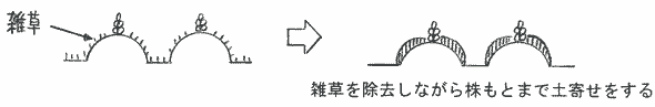 雑草を除去しながら株もとまで土寄せをする