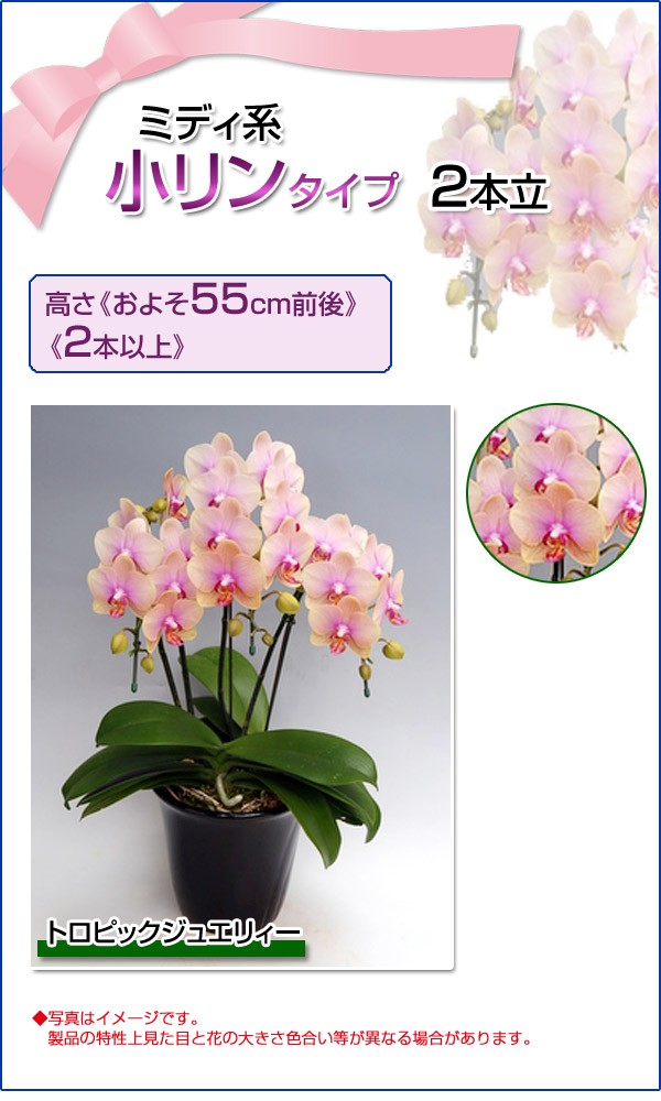 超激安好評 胡蝶蘭 ミディ系 小リンタイプ 2本立ち 5号 トロピック