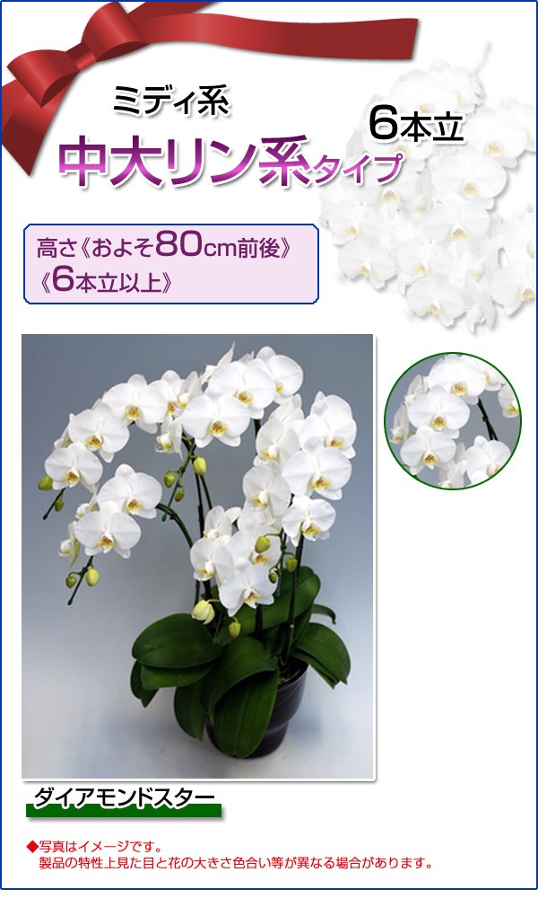 胡蝶蘭ミディ系中大リン系タイプ花束 切花6本立ち生花7号7号ダイアモンドスター買援隊店 通販 世界有名な最新のデザイン 激安セール高評価