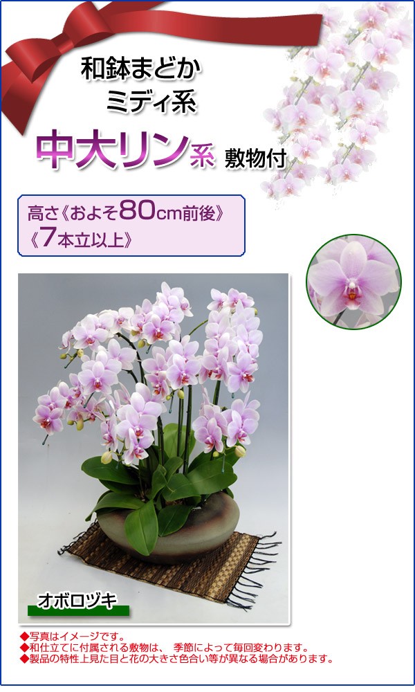 和鉢まどか ミディ系 中大リン系 オボロヅキ大おぼろづき オボロヅキ