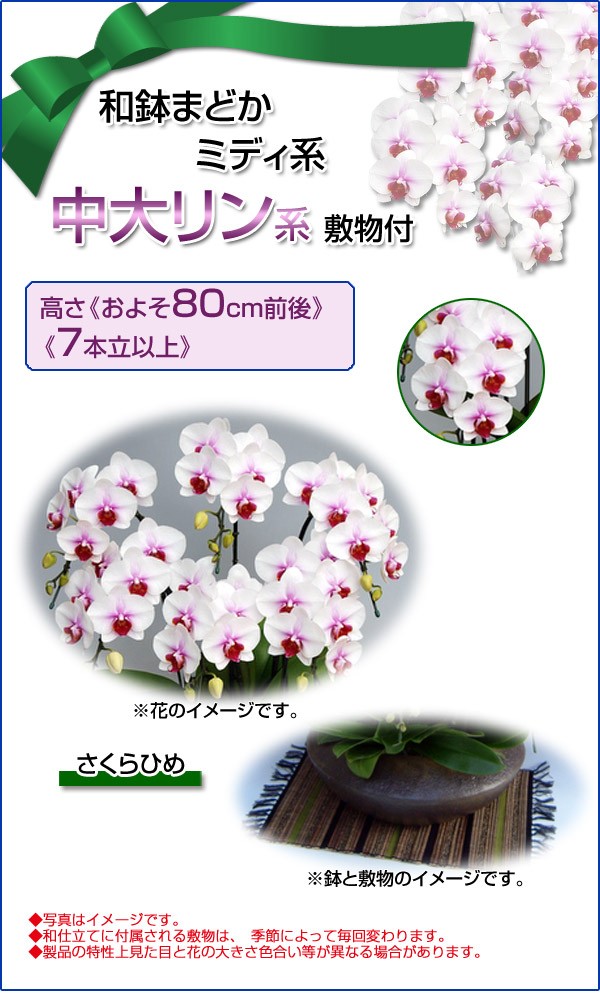和鉢まどか ミディ系 中大リン系 さくらひめ大さくらひめ