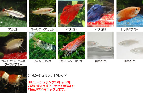 選べるお魚■アカヒレ、ゴールデンアカヒレ、ベタ(赤)、ベタ(青)、レッドグラミー、ゴールデンハニ―ドワーフグラミー、ビーシュリンプ、チェリーシュリンプ、白めだか、青めだか、ビーシュリンプSPレッド 選べるお魚■アカヒレ、ゴールデンアカヒレ、ベタ(赤)、ベタ(青)、レッドグラミー、ゴールデンハニ―ドワーフグラミー、ビーシュリンプ、チェリーシュリンプ、白めだか、青めだか、ビーシュリンプSPレッド
