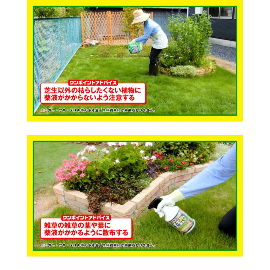 レインボー薬品 シバキープエースシャワー 900ml 32本 スプレータイプ 商品情報 納期について:【取寄】通常3〜5日の発送予定(土日祝除く)芝生は枯らさず雑草 レインボー薬品 シバキープエースシャワー 900ml 32本 スプレータイプ 商品情報 納期について:【取寄】通常3〜5日の発送予定(土日祝除く)芝生は枯らさず雑草