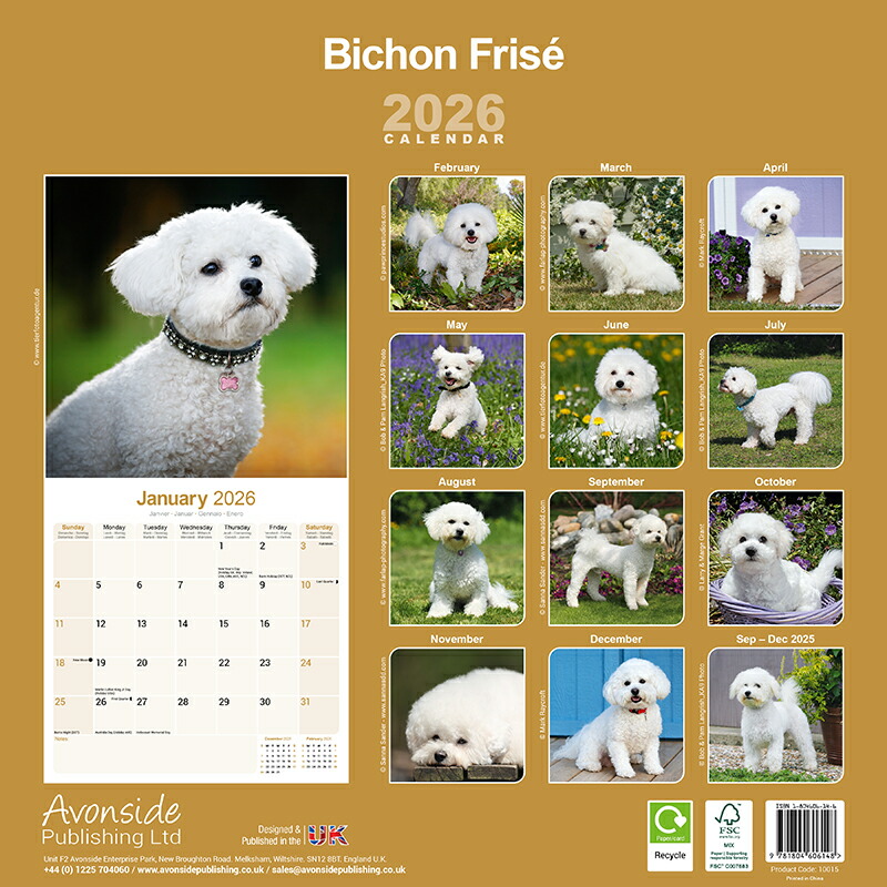 カレンダー ビションフリーゼ 【レギュラーサイズ/壁掛け】 2026年 令