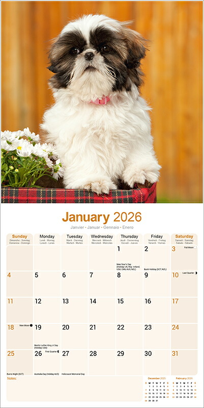 カレンダー シーズー 【レギュラーサイズ/壁掛け】犬 2026年 令和8年