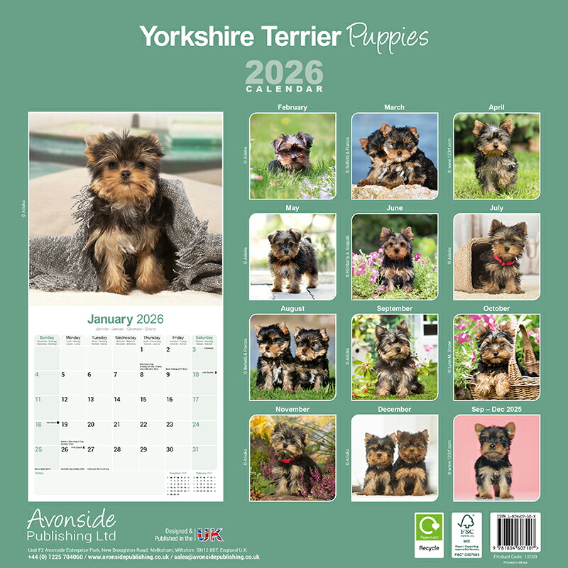 ☆カレンダー ヨークシャーテリア ヨーキー パピー 【レギュラーサイズ