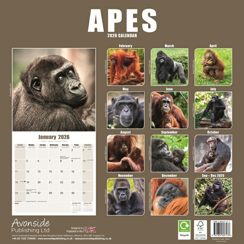 ☆ 類人猿 エイプス 【レギュラーサイズ/壁掛け】 カレンダー 2026年