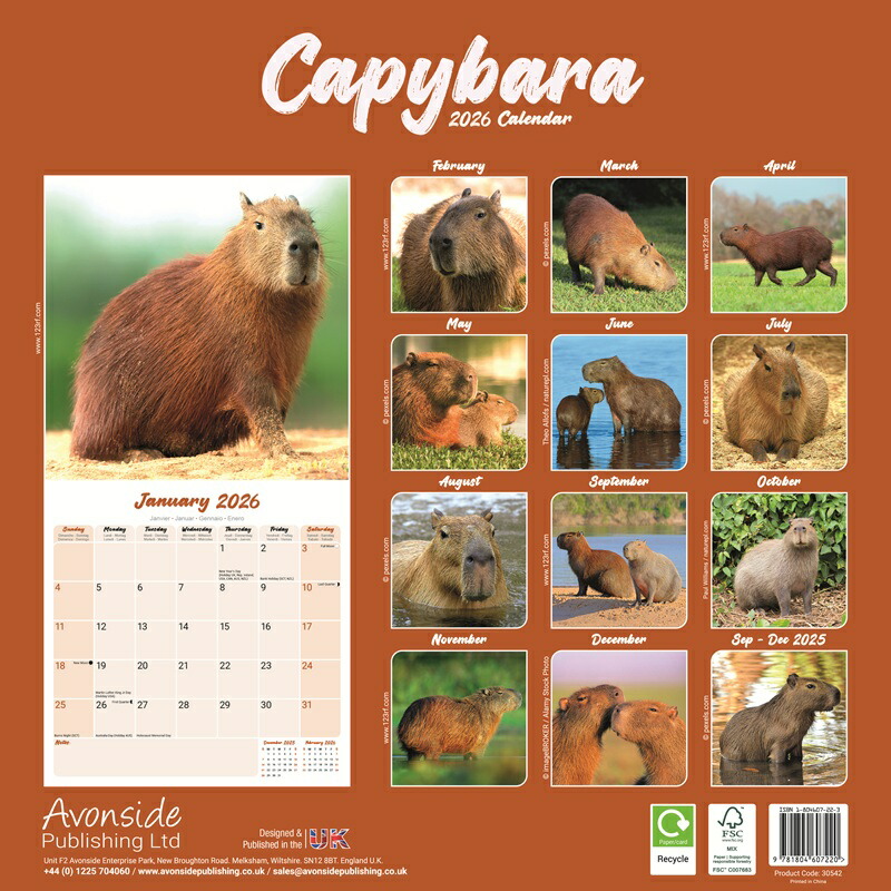 ☆カレンダー カピバラ【レギュラーサイズ/壁掛け】 2026年 令和8年 暦
