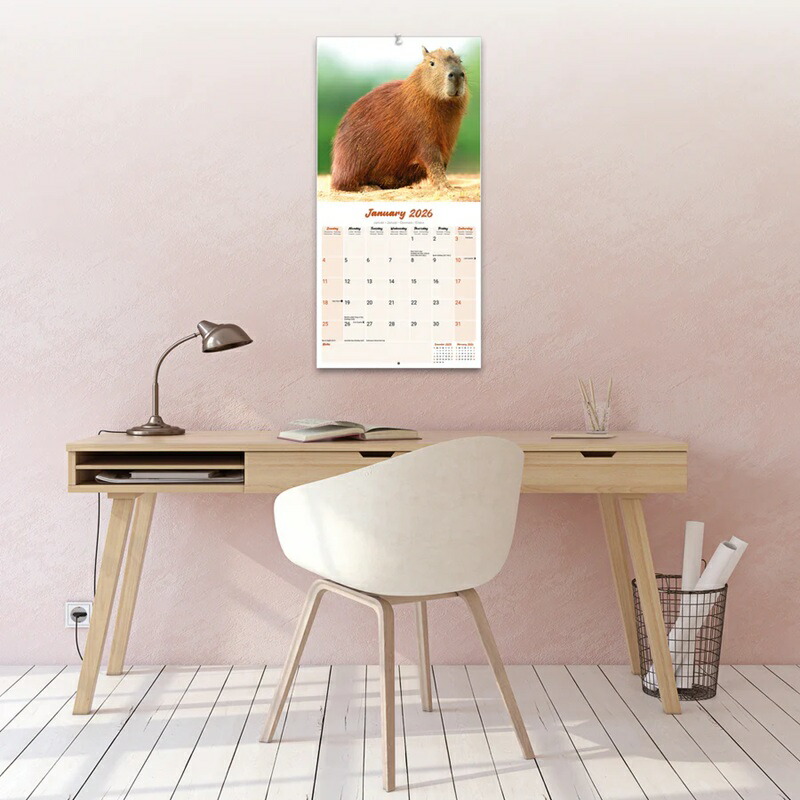 ☆カレンダー カピバラ【レギュラーサイズ/壁掛け】 2026年 令和8年 暦