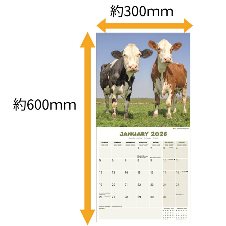 ☆ カレンダー 牛 カウ ウシ 【レギュラーサイズ/壁掛け】 2025年 令和