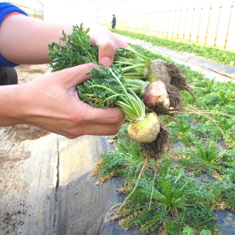 マカを選ぶなら。野菜を選ぶ視点でマカ製品を見てみませんか。