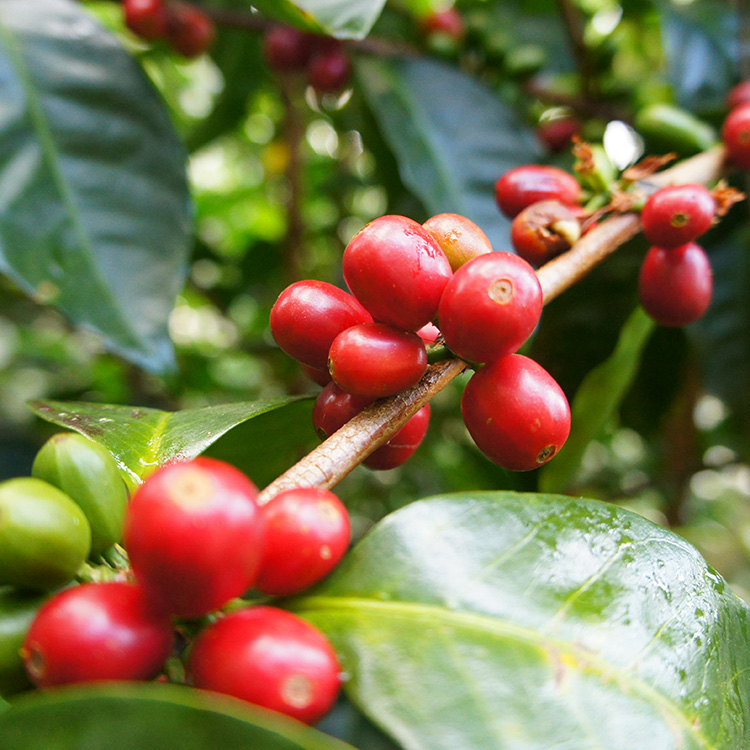 辻本珈琲（TSUJIMOTO coffee） カフェインレスコーヒー豆・粉