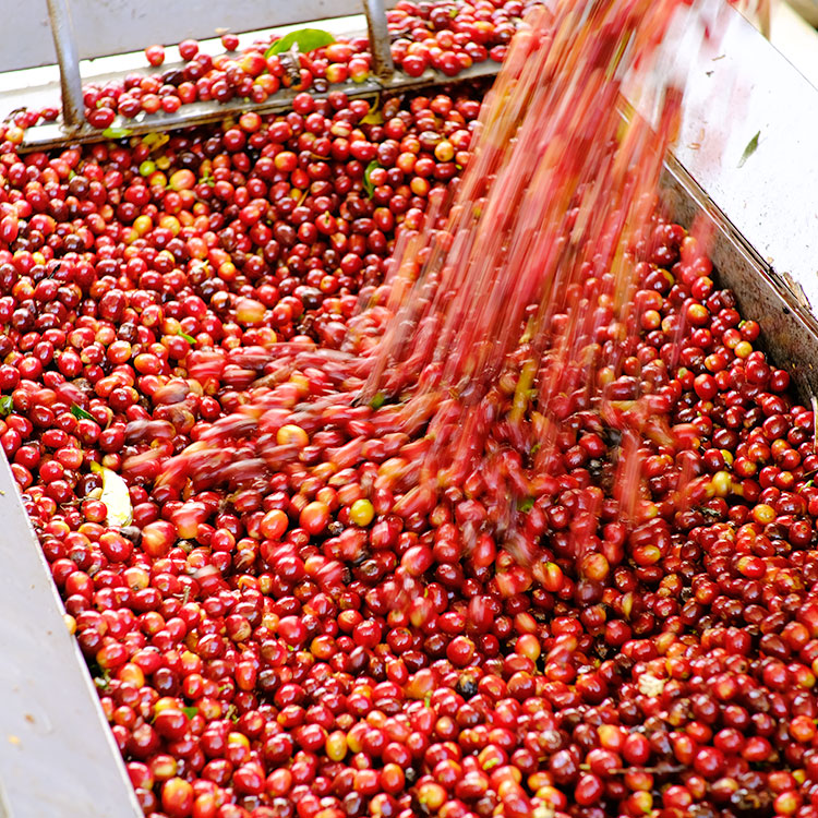 辻本珈琲（TSUJIMOTO coffee） 【数量限定】最高級グランクリュ