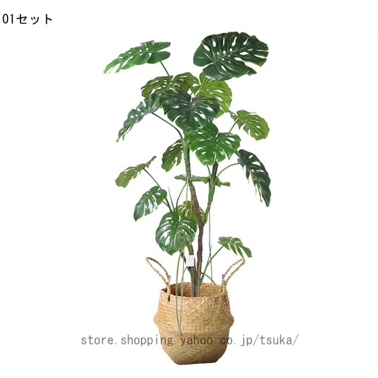 フレキシア セルステラの商品一覧 通販 - Yahoo!ショッピング